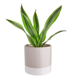 Butlers EARLY SPRING Blumentopf 4er-Set New