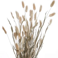 Butlers FLOWER MARKET Trockenblumen Lagurusgras Best
