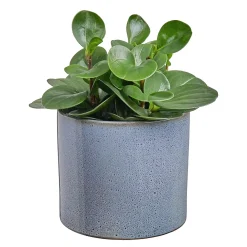 Butlers GLAZE Blumentopf Sale